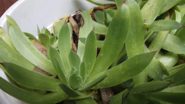 Aloe Uma Planta Muito Saudável Bonita — Fotografia de Stock