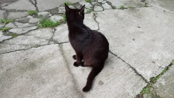 Gato Sabe Que Está Disfrutando Vida — Foto de Stock