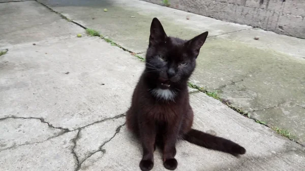 Een Kat Weet Dat Genieten Van Het Leven — Stockfoto