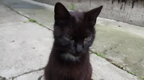 Bir Kedi Hayatının Tadını Çıkarıyormuş — Stok fotoğraf