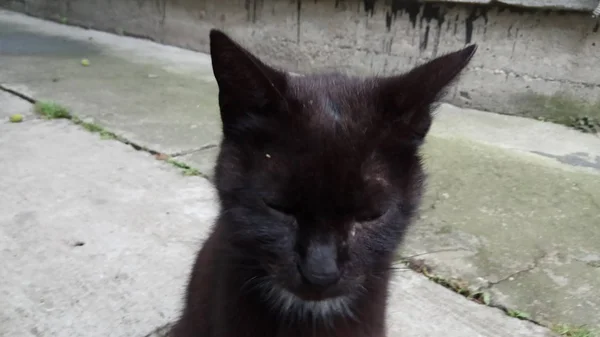 Bir Kedi Hayatının Tadını Çıkarıyormuş — Stok fotoğraf