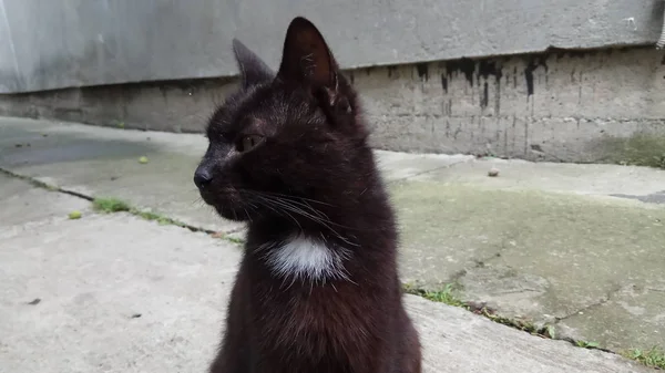 Een Kat Weet Dat Genieten Van Het Leven — Stockfoto