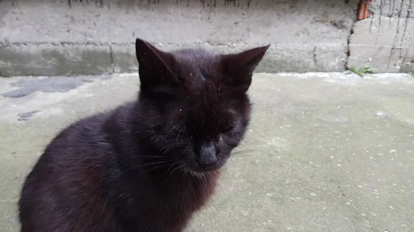 Schöne Graue Braune Katze Mit Blauen Augen Einer Straße