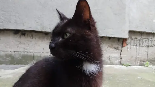 Gato Sabe Que Está Disfrutando Vida — Foto de Stock