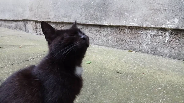 Gato Sabe Que Está Gostar Vida — Fotografia de Stock