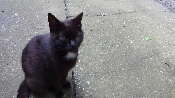 Bir Kedi Hayatının Tadını Çıkarıyormuş — Stok fotoğraf