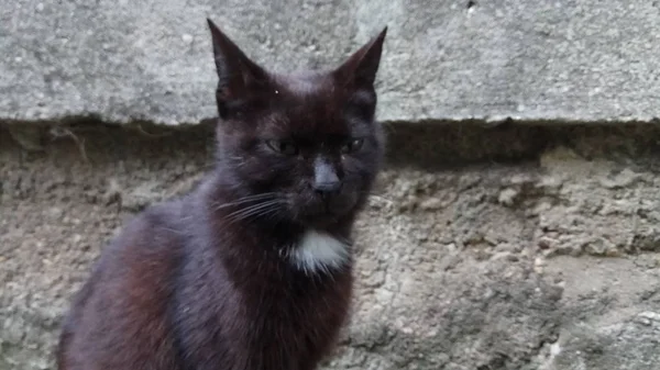 Gato Sabe Que Está Disfrutando Vida — Foto de Stock