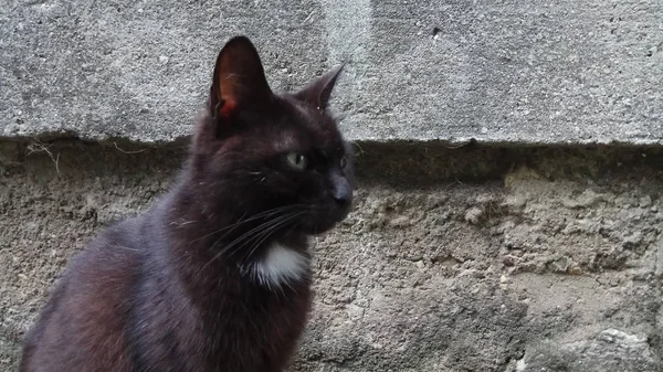 Een Kat Weet Dat Genieten Van Het Leven — Stockfoto