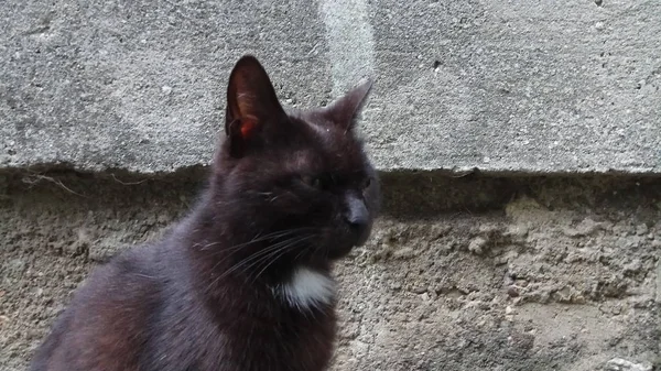 Bir Kedi Hayatının Tadını Çıkarıyormuş — Stok fotoğraf