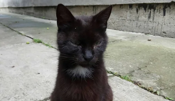 Een Kat Weet Dat Genieten Van Het Leven — Stockfoto