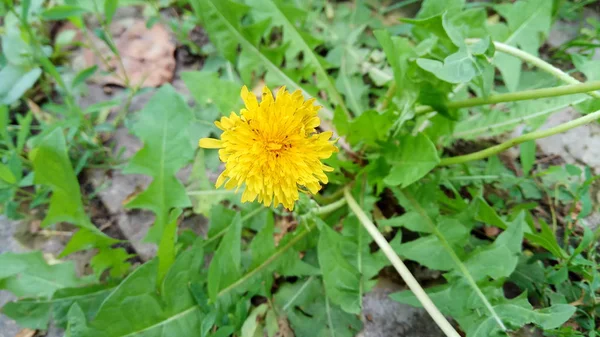 Wunderbare Farben Für Grasdekor Löwenzahn — Stockfoto