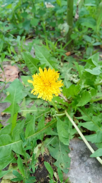 Cores Maravilhosas Para Decoração Grama Dandelion — Fotografia de Stock