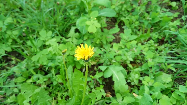 Wonderful Colors Grass Decor Dandelion — Stock Photo, Image