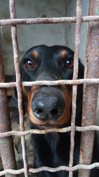 Allegro Giocoso Mio Cane — Foto Stock