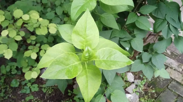 淡紫色美丽芬芳的叶子 — 图库照片