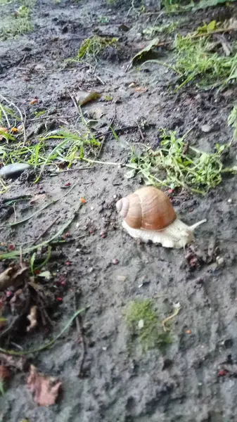 孤独但美丽的蜗牛 — 图库照片