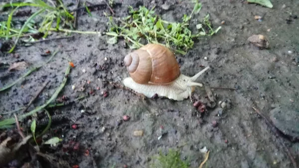 Eine Einsame Aber Schöne Schnecke — Stockfoto