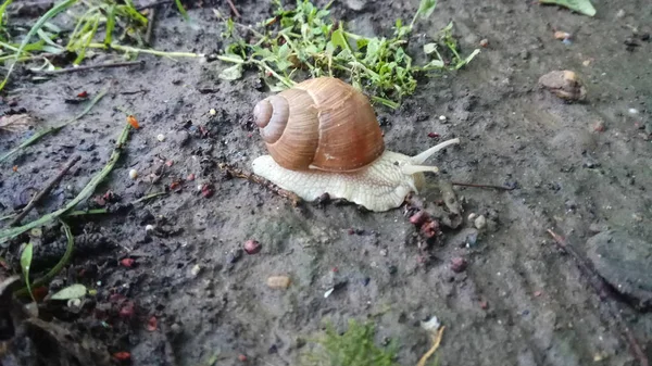 Lonely Beautiful Snail — Stock Photo, Image