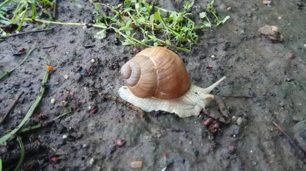 외롭지만 아름다운 달팽이 — 스톡 사진