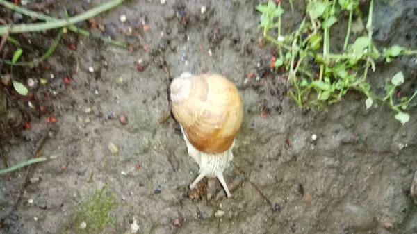 Lonely Beautiful Snail — Stock Photo, Image