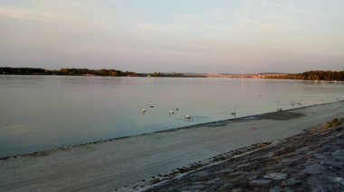 Kuğular ile doğanın büyük bir görünüm