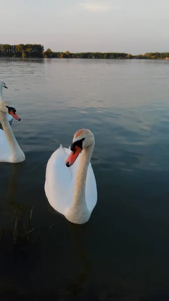 Una Gran Vista Naturaleza Con Cisnes — Foto de Stock
