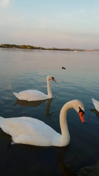 Una Gran Vista Naturaleza Con Cisnes — Foto de Stock