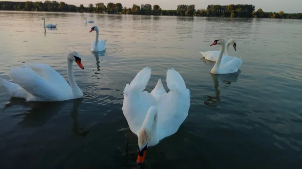 Una Gran Vista Naturaleza Con Cisnes —  Fotos de Stock