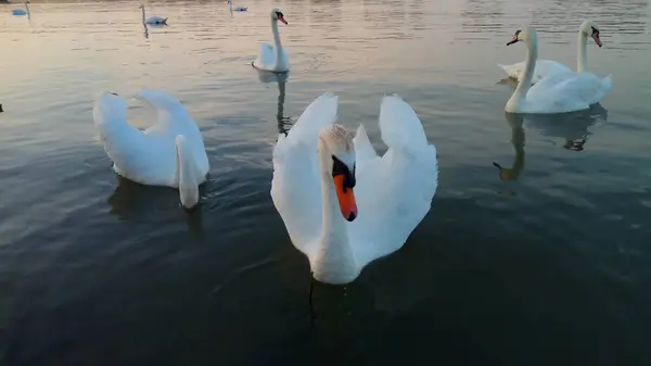 Una Gran Vista Naturaleza Con Cisnes — Foto de Stock