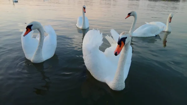 Una Gran Vista Naturaleza Con Cisnes — Foto de Stock