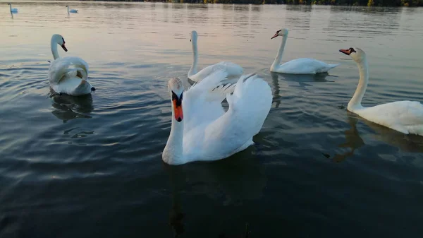 Een Geweldig Uitzicht Natuur Met Zwanen — Stockfoto