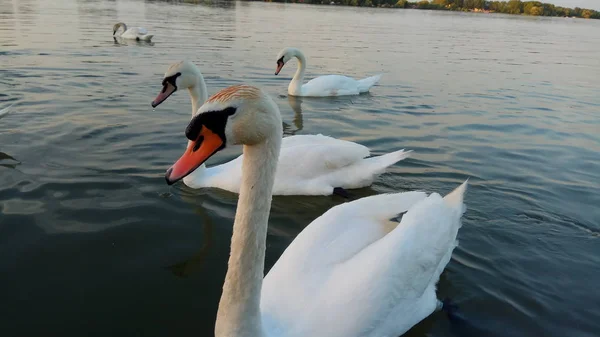 Kuğular Ile Doğanın Büyük Bir Görünüm — Stok fotoğraf