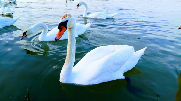 Una Gran Vista Naturaleza Con Cisnes — Foto de Stock