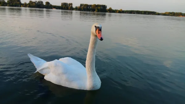 Una Gran Vista Naturaleza Con Cisnes — Foto de Stock