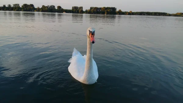 Uma Ótima Visão Natureza Com Cisnes — Fotografia de Stock