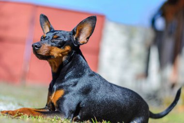 Cüce pinscher yaz yeşil çimenlerin üzerinde
