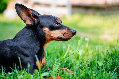 minyatür pinscher yeşil çim