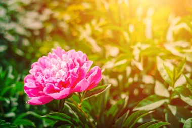 Bahçedeki pembe peony çiçek çiçeklenme