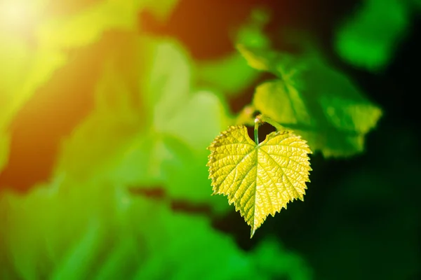 Виноградный лист на солнечном разряженном фоне — стоковое фото