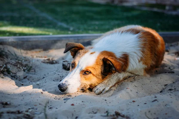 Abandonado perro sin hogar se encuentra en la arena —  Fotos de Stock