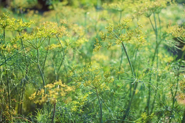 Yaz bahçede çiçek açan dereotu kapatın