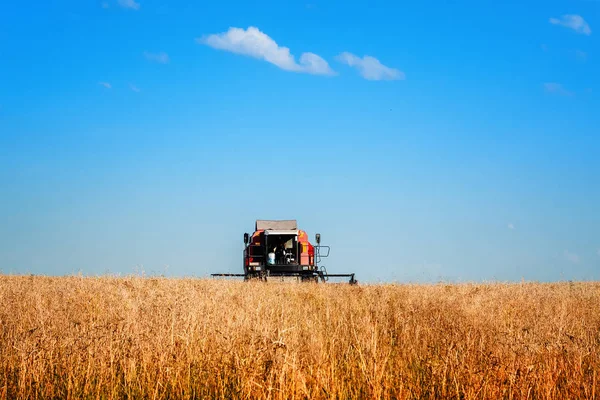 Combine Harvester Agricultura Máquina Colheita Trigo Maduro Dourado Campo Agrícola — Fotografia de Stock