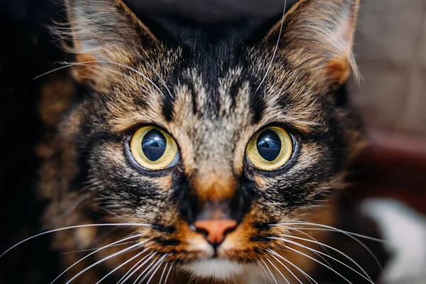 Close Retrato Gato Olhando Grandes Olhos Para Câmera — Fotografia de Stock