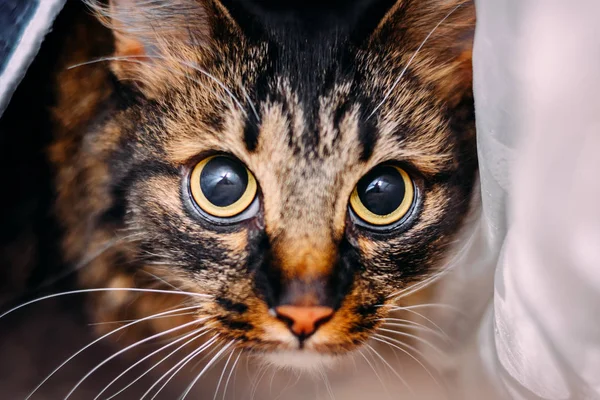 Красивая молодая кошка с большими испуганными глазами, смотрящая в камеру — стоковое фото
