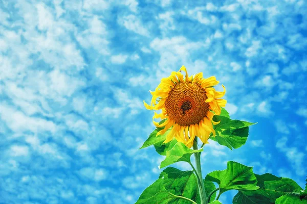 夏日的蓝天上的向日葵 — 图库照片