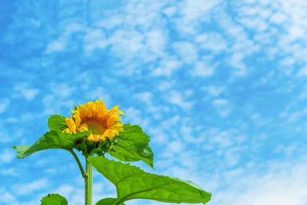 向日葵对多云的蓝天 — 图库照片