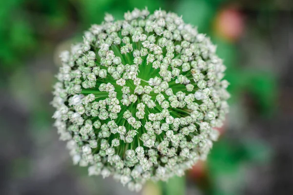 Gros plan de l'oignon en fleurs dans le jardin — Photo