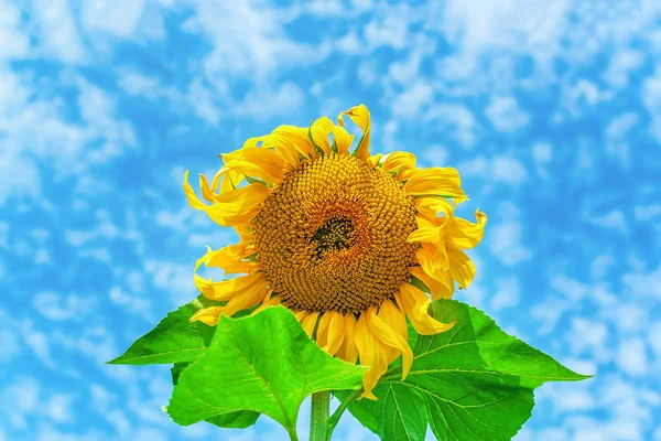 Sunflower against blue cloudy sky in summer day — Stock Photo, Image