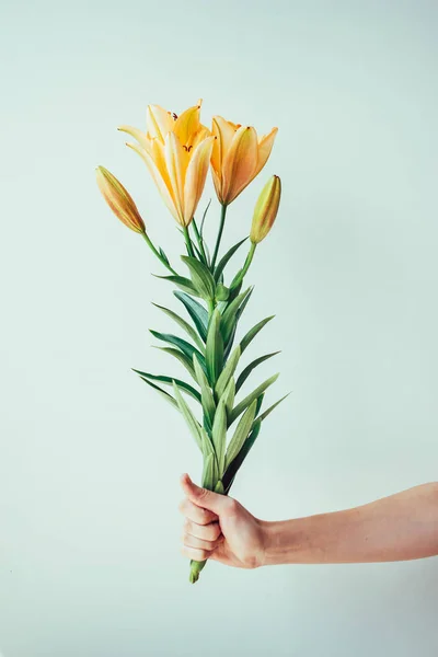 Рука женщины держит желтый цветок лилии на белом фоне — стоковое фото