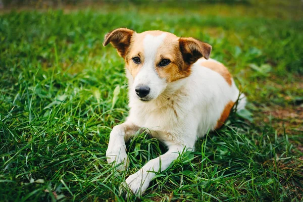 Цуценя бездомного собаки лежить на траві і на жаль дивиться на камеру — стокове фото